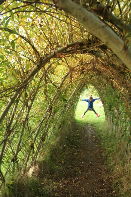 living willow tunnel kirk ireton derbyshire aut 12 059